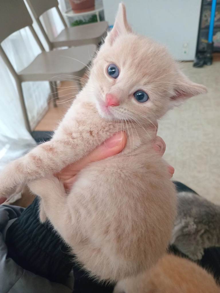 british shorthair kitten
