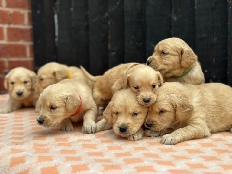 KC Golden Retriever Puppies •Health Tested• Pedigree•KC•