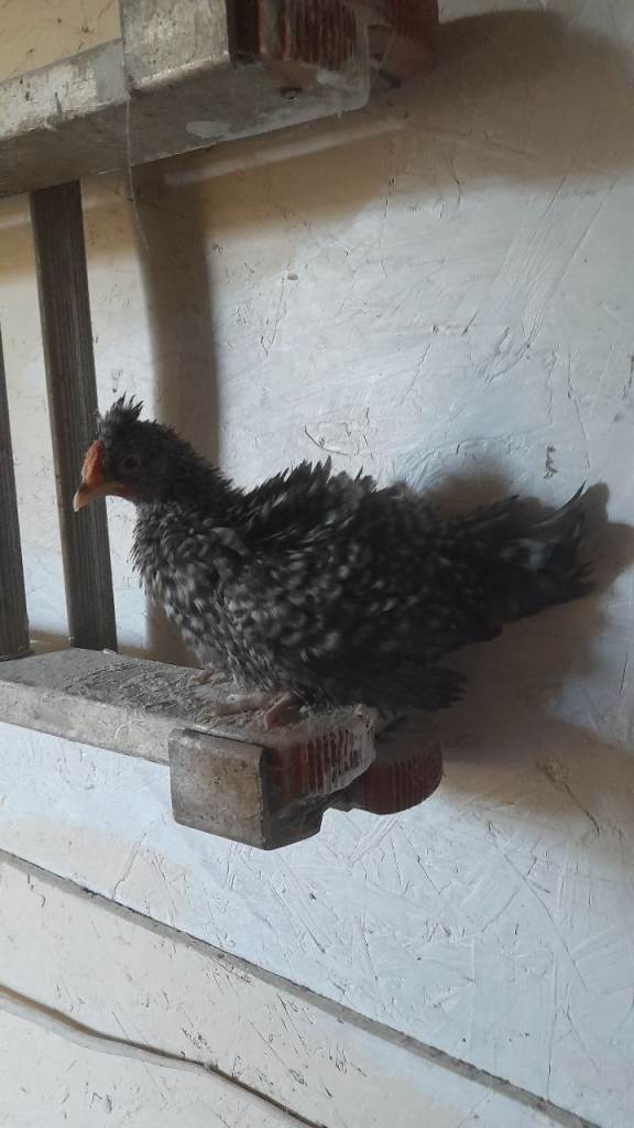 Bantam chickens 