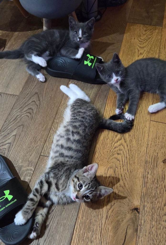 Kittens  KoratXBengal (1 grey boy  reserved)