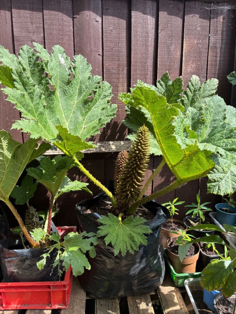 Gunnera plants£10 to £20