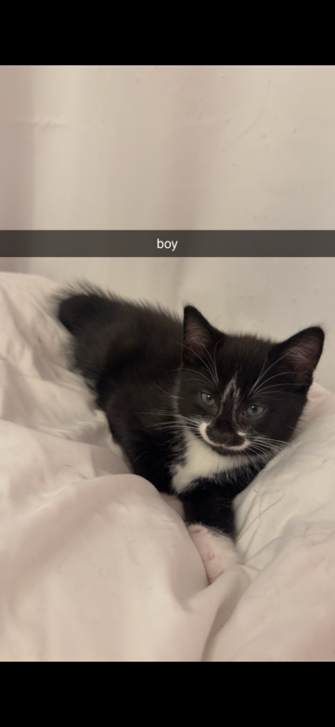 9 week old kitten