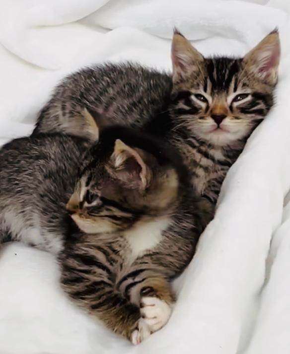 Gorgeous litter of Bengal x kittens ready for loving new homes