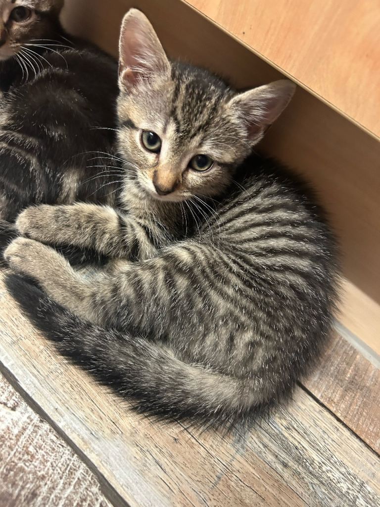 Pure Tabby Kittens 