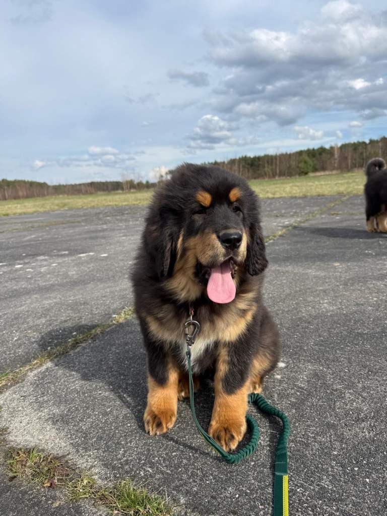 Puppies for sale 🐶🐾