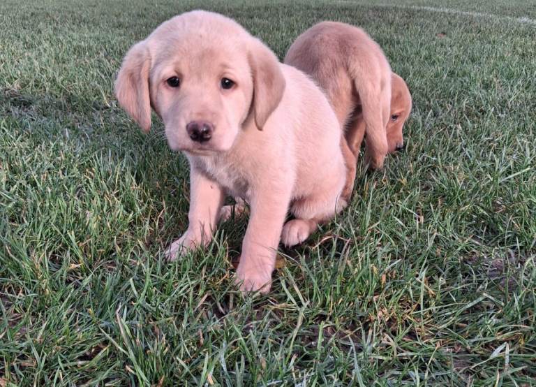 Labrador puppies 