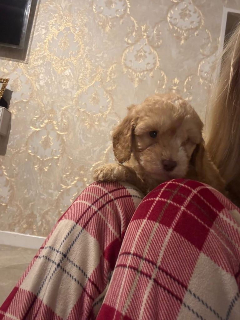 Cockapoo puppy boy | in Newmachar, Aberdeen | Gumtree