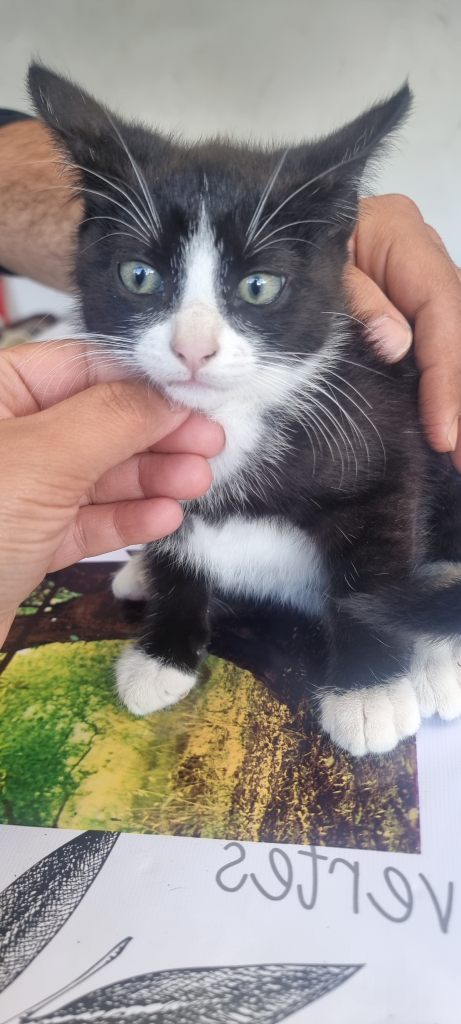 Kittens 
