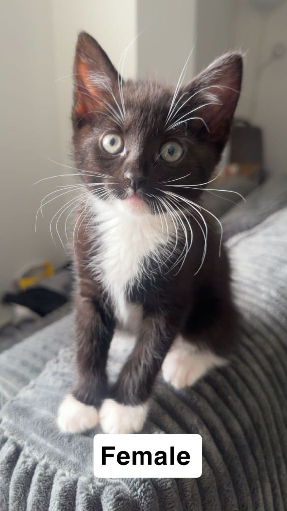 Kittens male and femal 