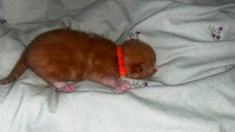4 kittens left for sale 