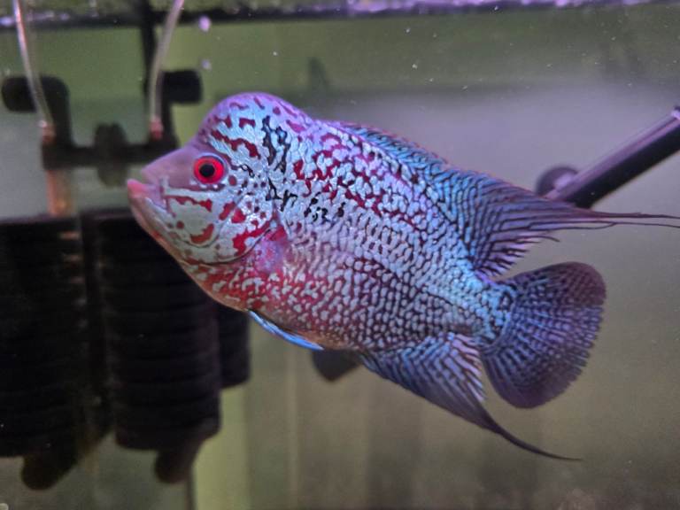 Flowerhorn Cichlid