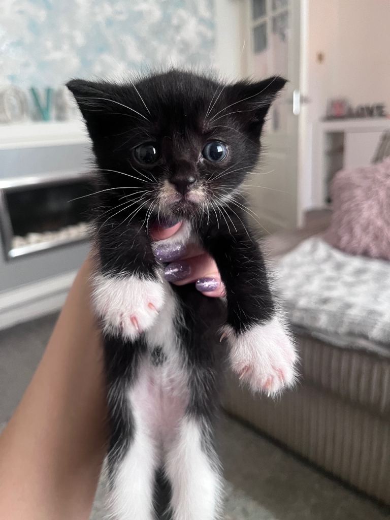 Kittens for sale 