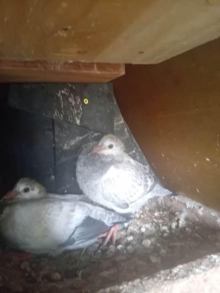 Pigeon