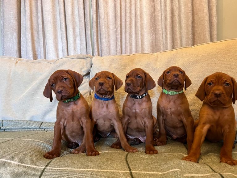 Stunning Kc Vizsla Puppies 