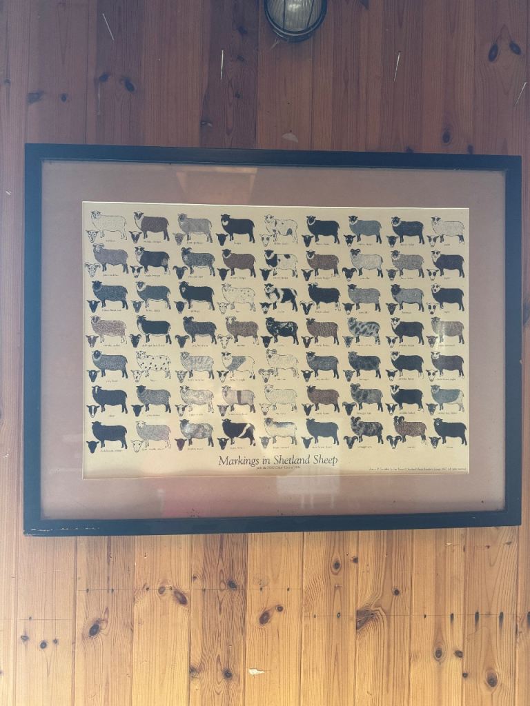Framed shetland sheep print