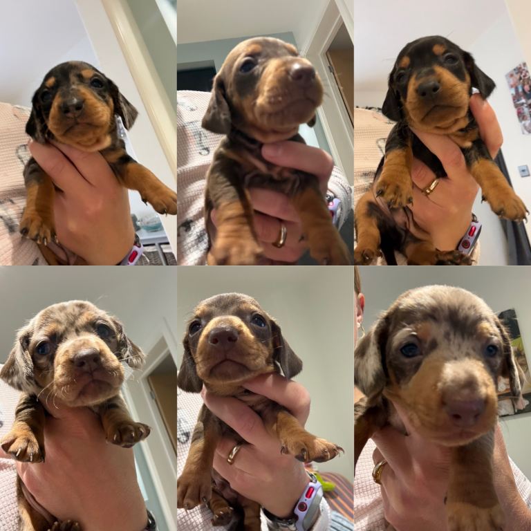 Beautiful litter of purebred miniature dachshunds