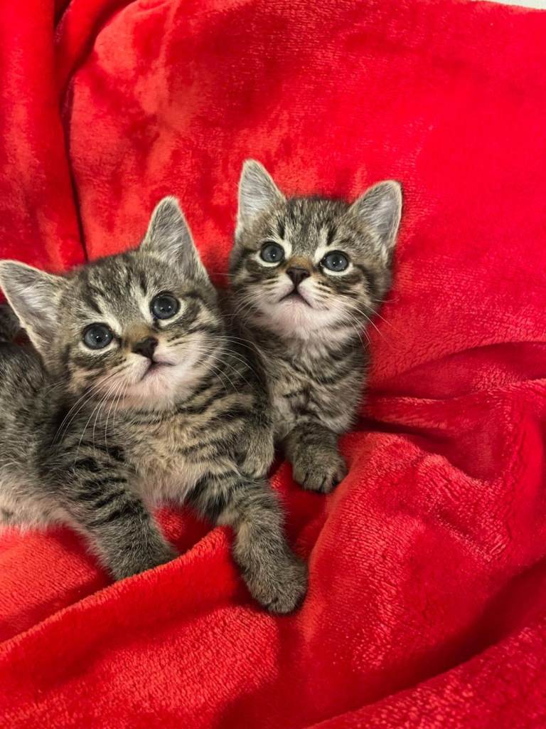 Kittens for sale 