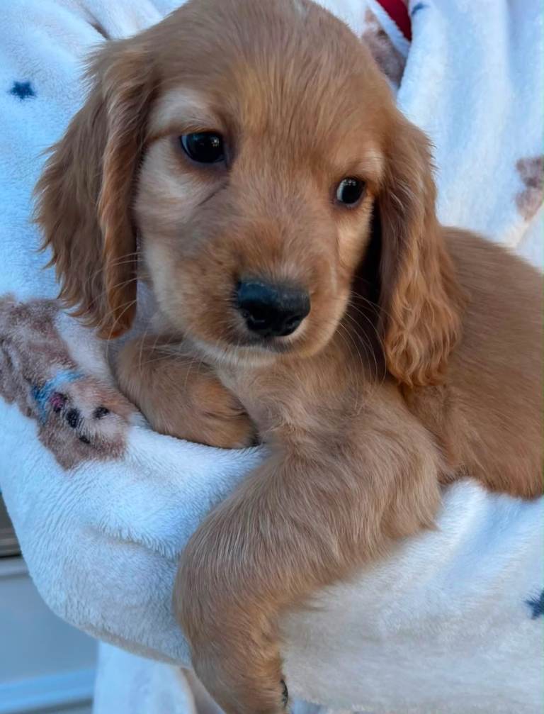 Cocker Spaniel Pups