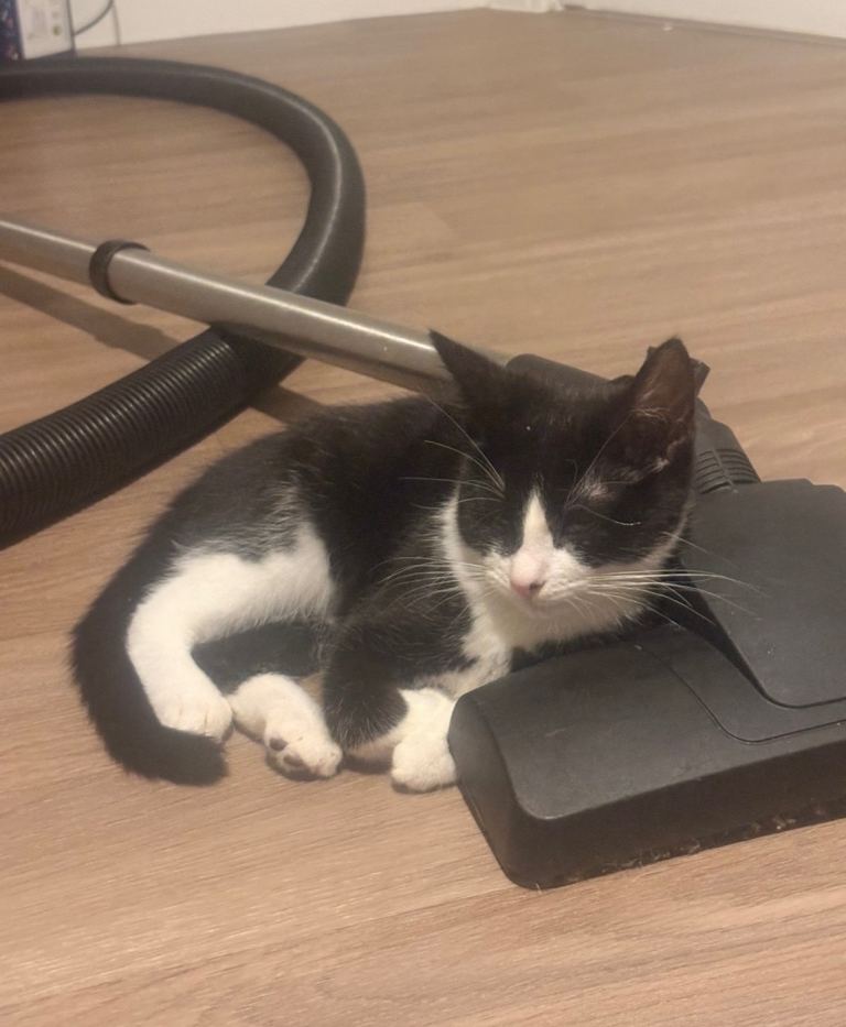17 week old kitten for sale