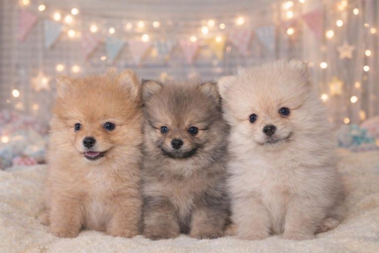 Kc reg super fluffy Pomeranian puppies 