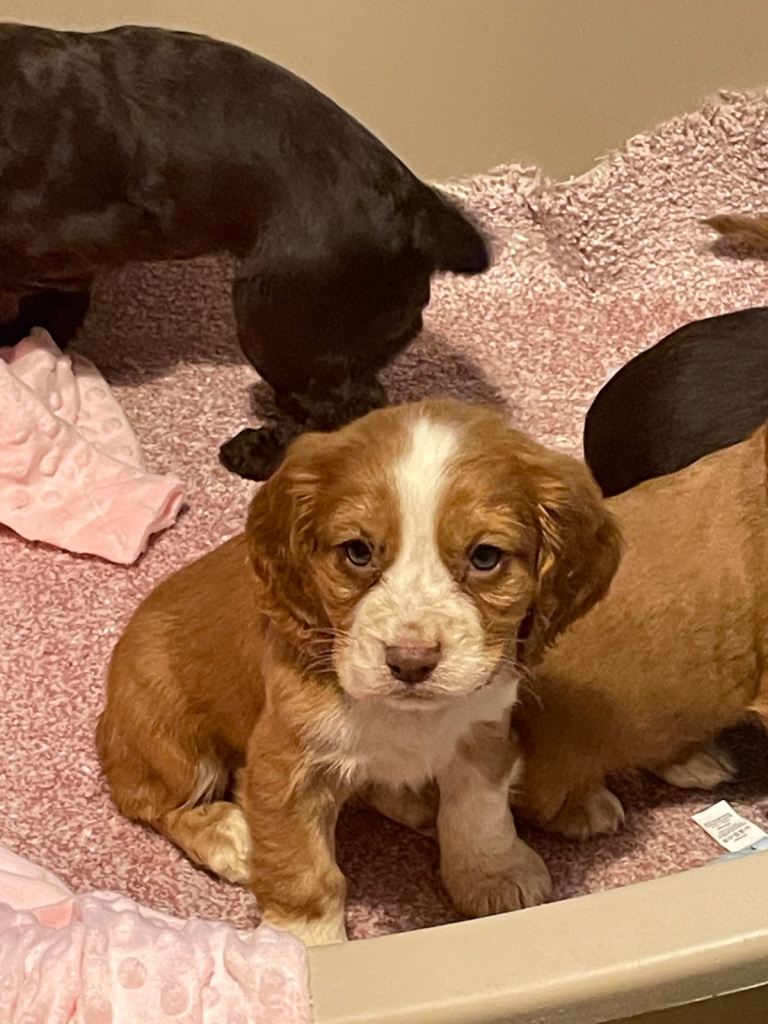 Cocker spaniel puppies