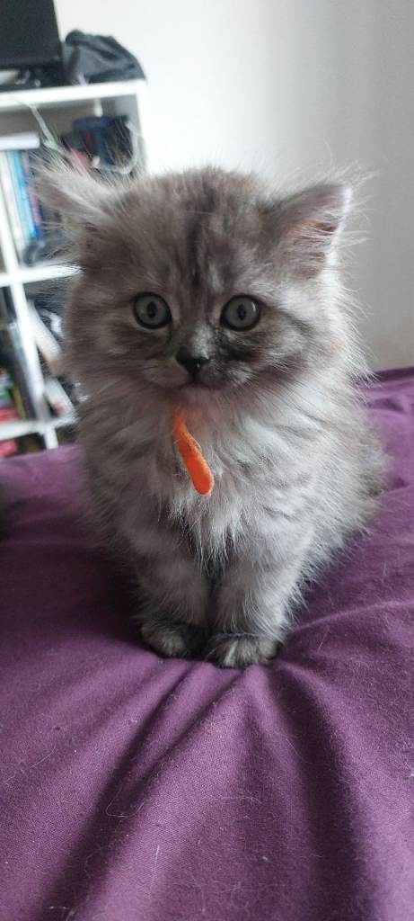 2 female british longhair 
