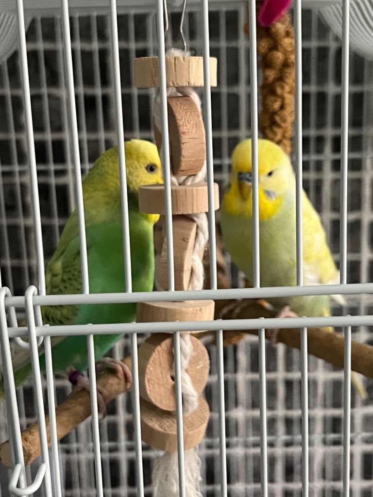 2 budgerigars 