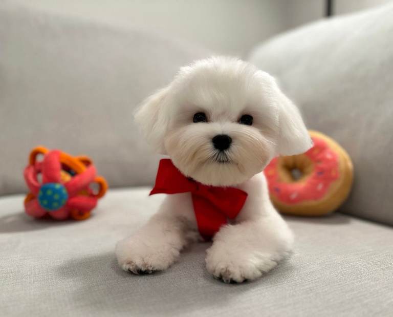 Maltese Puppy Boy
