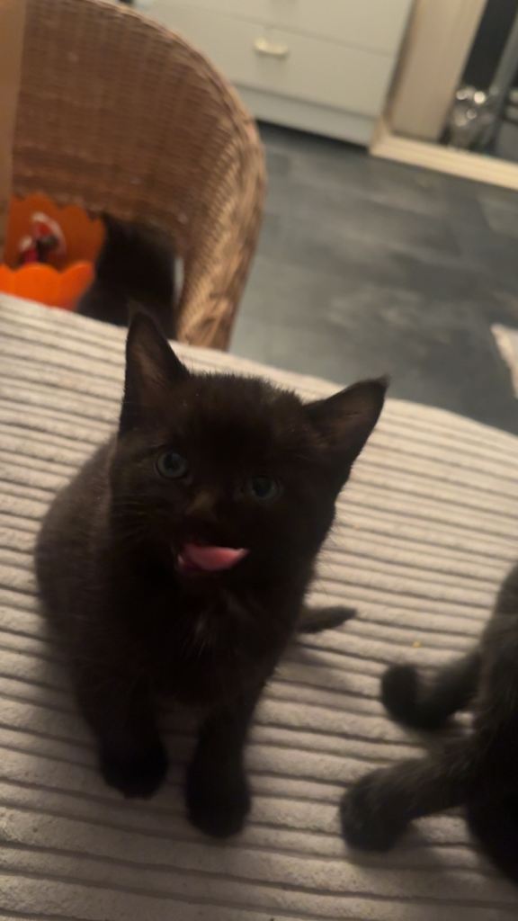 Kittens for sale 