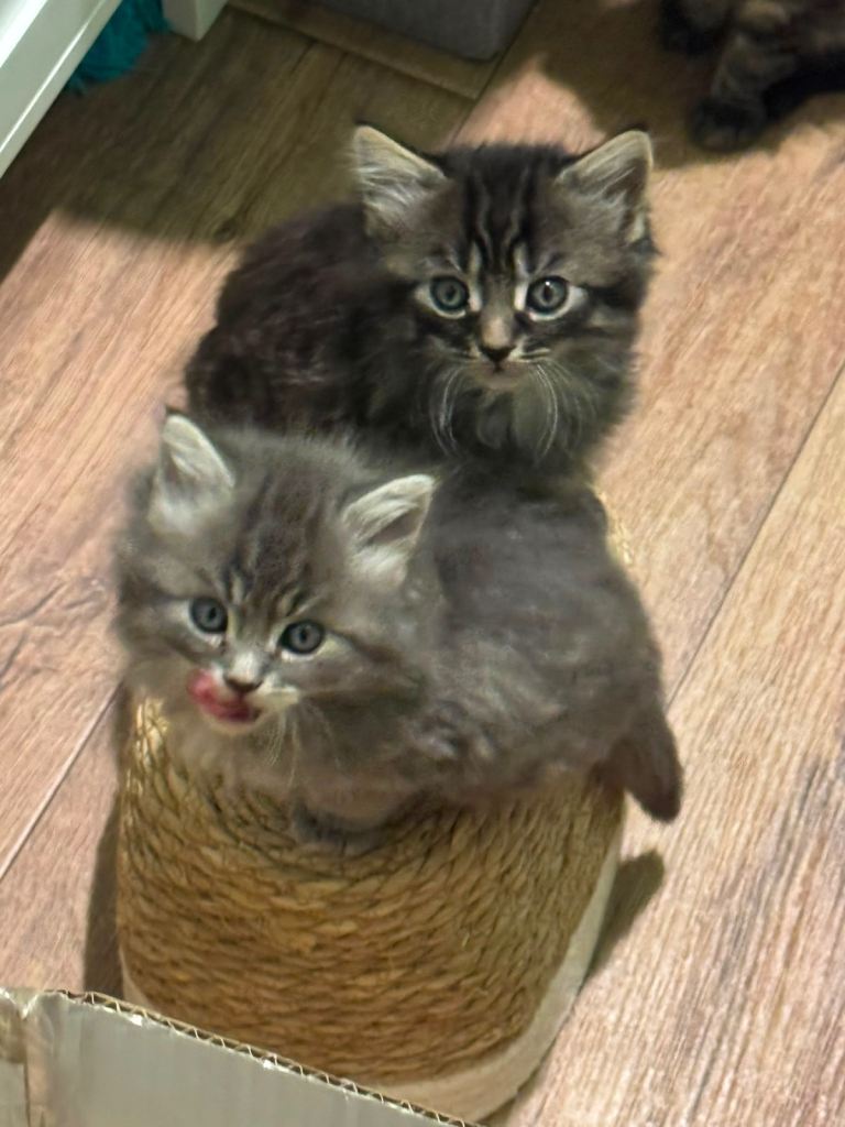 Kittens for sale 