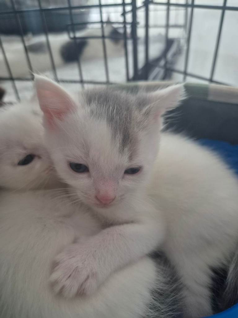 Kittens for sell