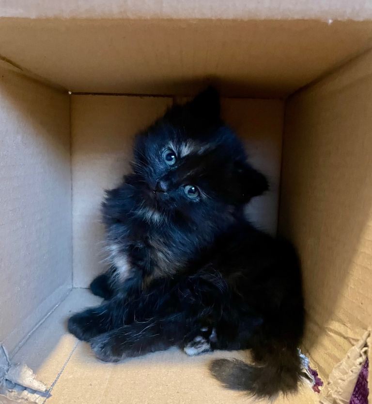 Kittens ready for a good home