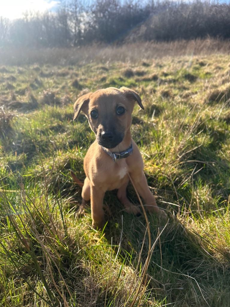 Whippet Puppy Female