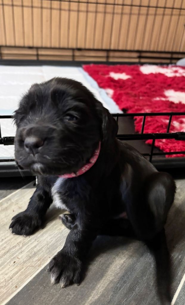 Sprocker puppies 2 weeks old