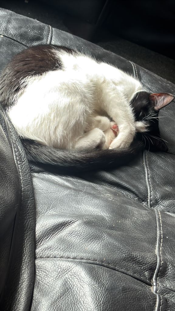 Two female house cats 4 years old