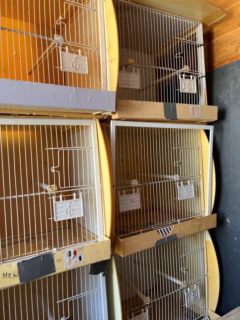 Bird cages x 8