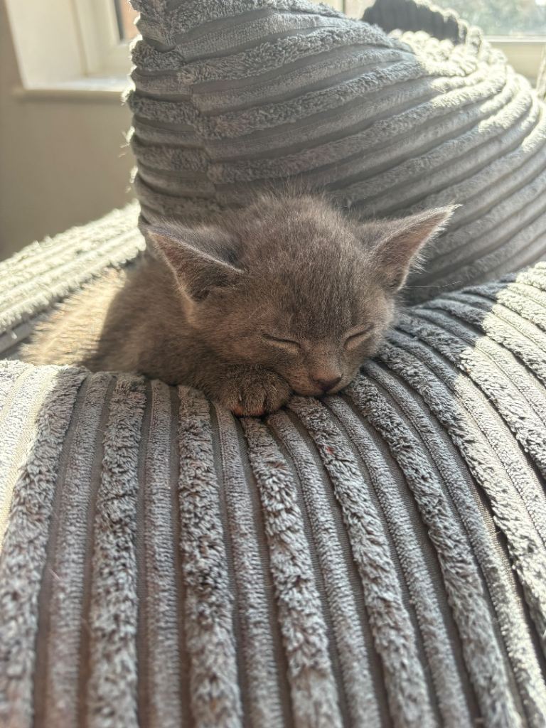 Kittens for sale 