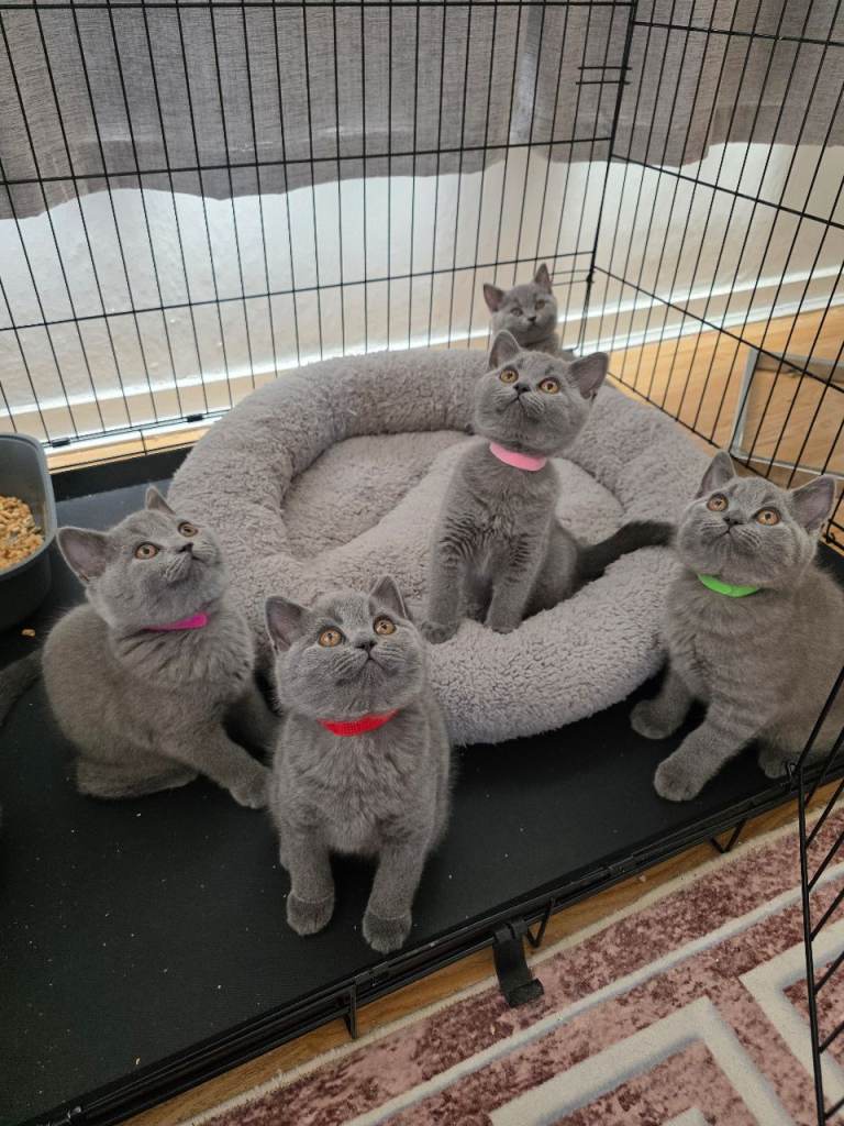 Beautiful British Shorthair