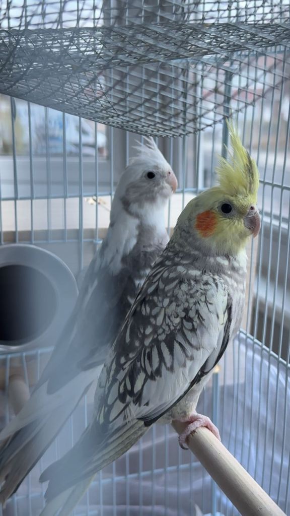 Beautiful Cockatiels for Sale – Please Read Description 