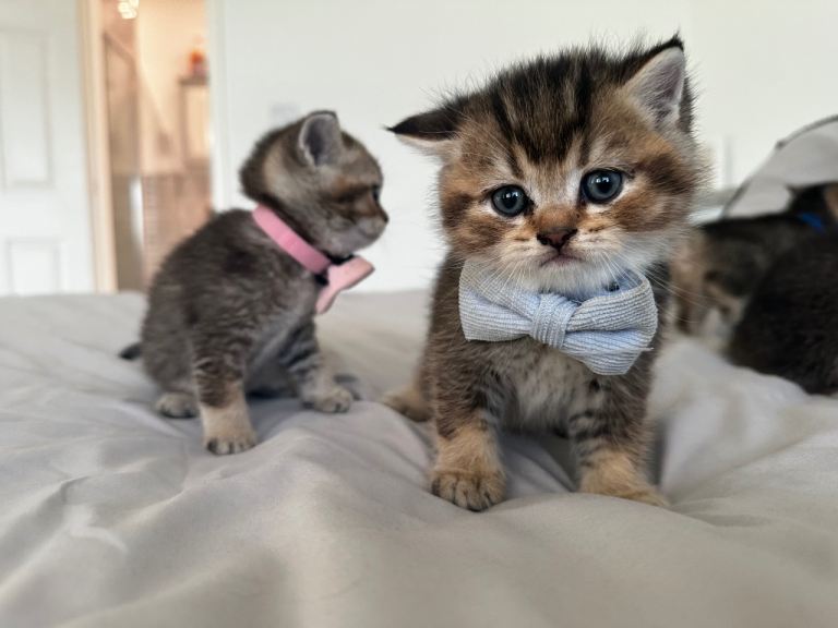 BSH GCCF registered chunky bear golden shaded