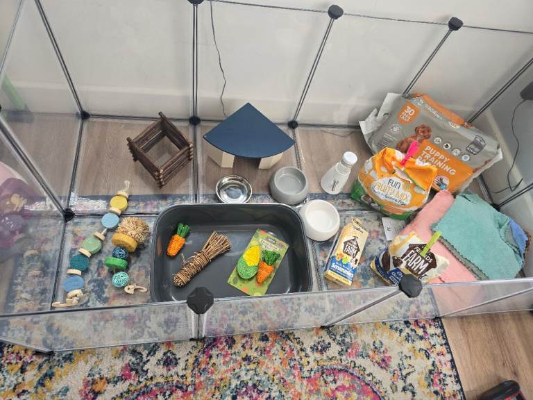Guinea pig set up