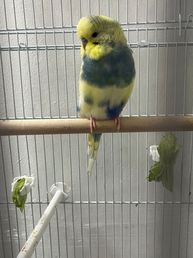 Pair budgies male & female 