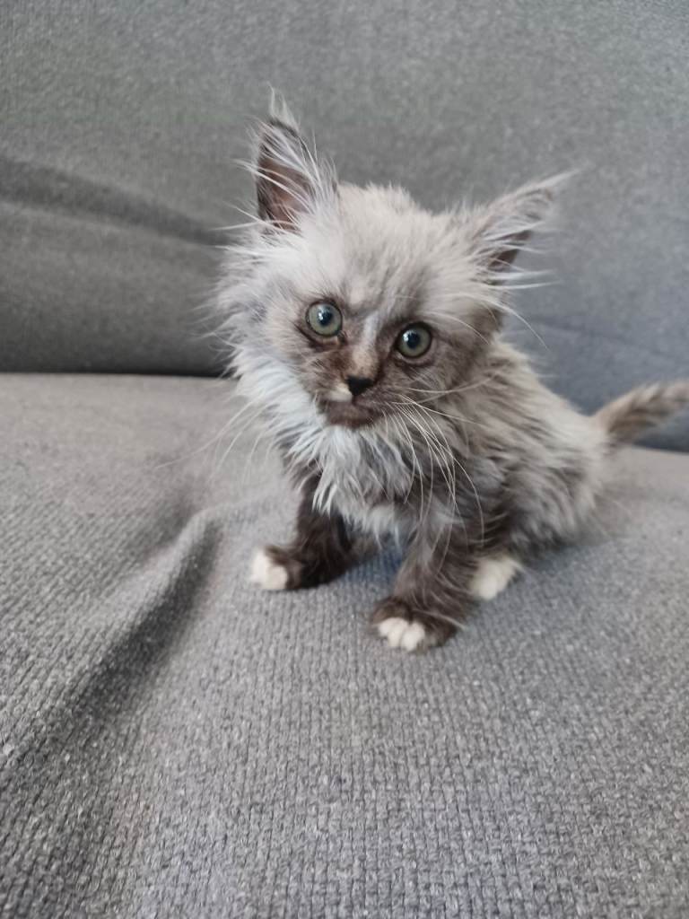 Kittens for sale half Maincoon