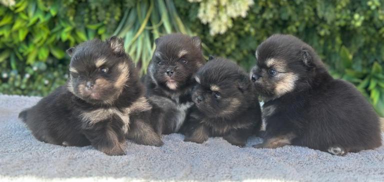 🐶 Adorable Black & Tan Pomeranian Puppies for Sale! 🐾