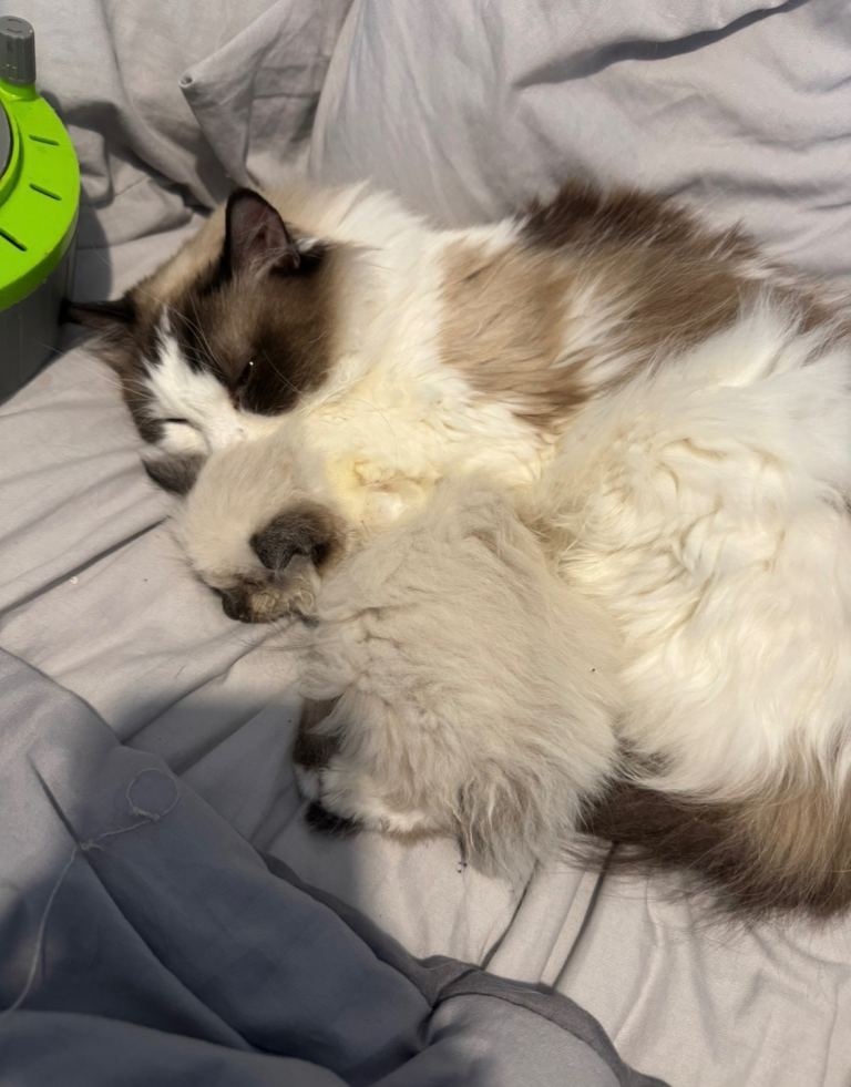 6 GCCF ragdoll kittens 