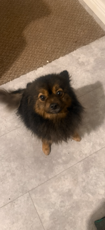 Adult Pomeranian 