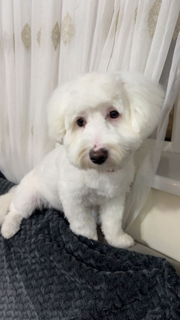 Bichon frise puppy 