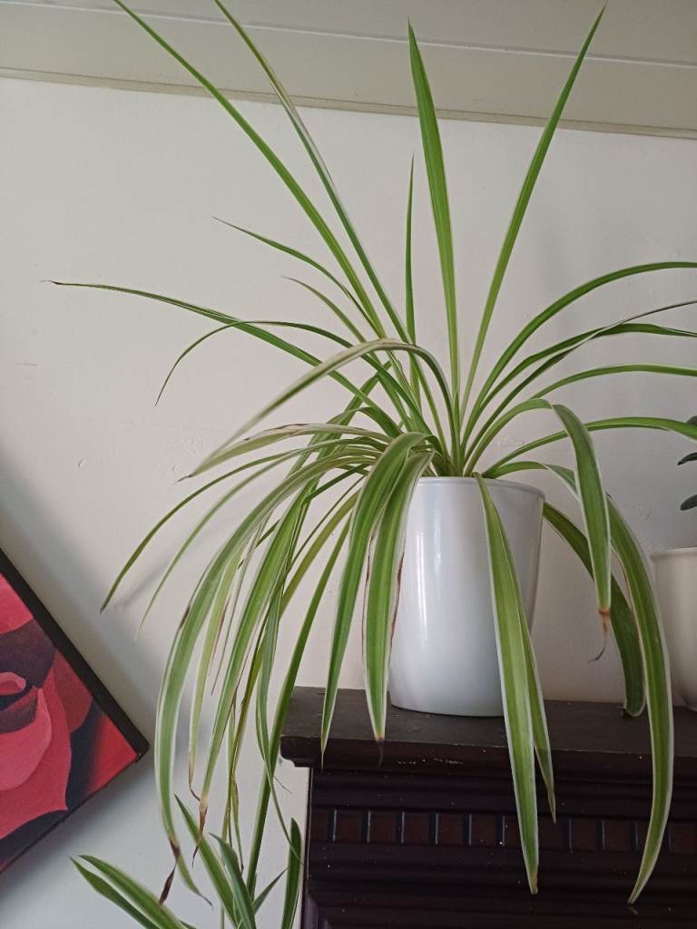 Healthy Spider Plant in White Pot – Good Condition