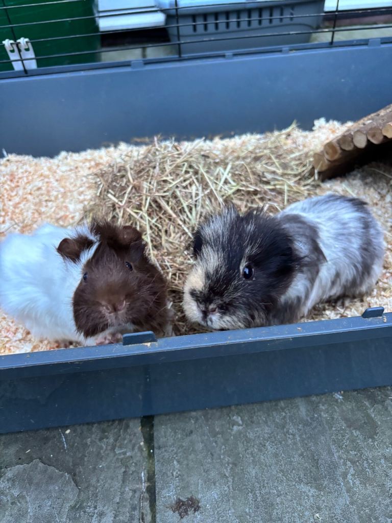 Two male Guinea Pigs