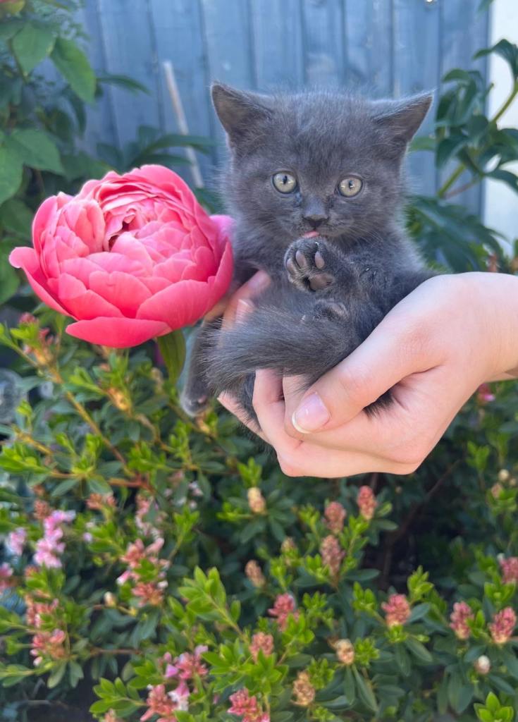 Kitten for sale 